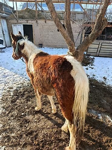 Продаю | Жеребенок | Конный спорт