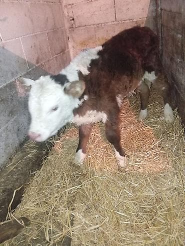 рассрочка уй: Продаю | Музоо, торпок | На откорм | Искусственник — 1