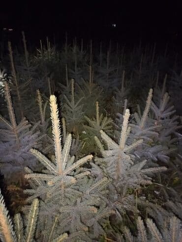 строительные ходули: Саженцы деревьев: Ели — 4