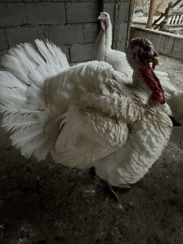 Ветеринар кызматы: Сатам | Эркек күрп | Бройлер | Көбөйтүү үчүн | Асыл тукумдуу — 1