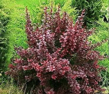 георгины цена: Фото1-3 Сирень махровая на срез для букетов, с потрясающим ароматом — 8