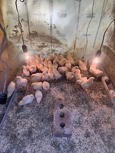 бройлер кур: Продаю | Цыплята | На забой — 2