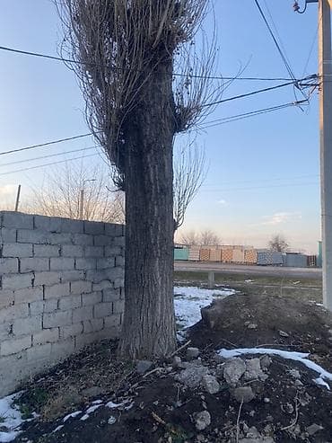 СРОЧНО!!!Продам дерево (пирамидальная форма тополь). Высокое