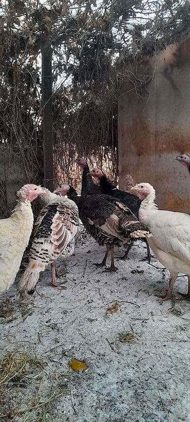индюк самец: Продаю индюшек,самки
количество 2 штуки — 5