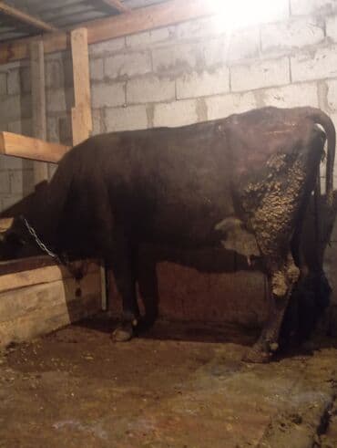 Продаю | Корова (самка) | На откорм | Привязанные