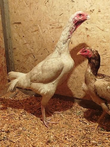 лучший ветеринар бишкек: Дакан ак мекиштер сатылат активный алмашу жолдору бар адрес Заря — 2