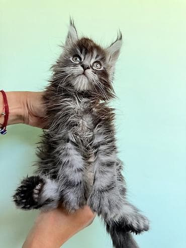 кошка регдолл: Мейн-кун, 1 месяц, Мальчик, Приучена к лотку, Проглистована, С документами — 3