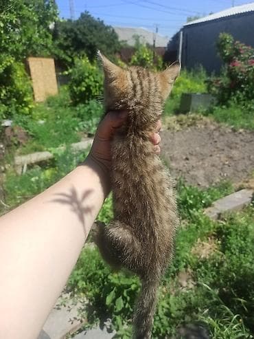 рыжий кот купить: Котёнок, мальчик ищет родителей — 3