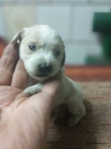 Аквариумы: Спаниель, 1 месяц, Самец — 6