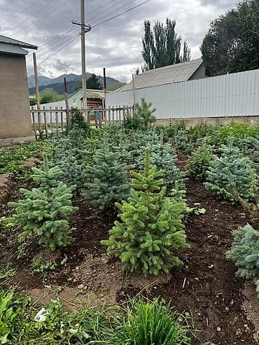 сеянцы голубой ели: Ель голубая (Picea pungens Glauca) из открытого грунта - Декоративные — 6