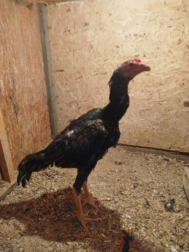 хомяк в бишкеке: Дакан жожо короз сатылат активный алмашу жолдору бар адрес Бишкек — 5