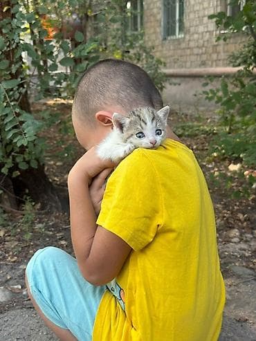 серые котята: Кошка даром: Беспородная, Девочка — 1