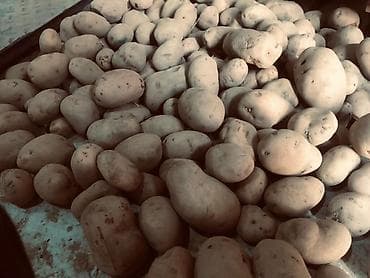 оптом продукта: Картошка Джелли, Оптом — 4