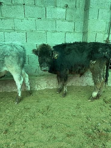 пони купить: Продаю | Бык (самец) — 8