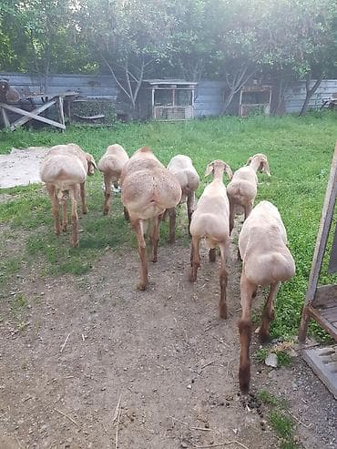 сколько стоят лысые кошки: Продаю | Ягненок, Баран (самец) | Арашан — 3