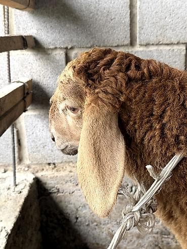 продаю хомяка: Продаю | Баран (самец) | Для разведения — 3