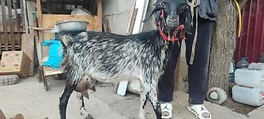 ротвейлер сучка: Продаю | Козёл (самец) | Для молока | Котные — 3