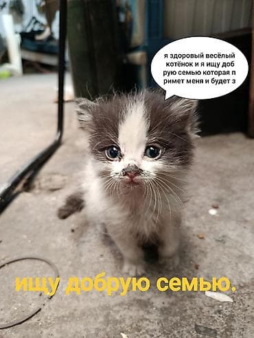 Животные: Котята, черно-белая окраска (несколько малышей в помёте) Описание: - — 1