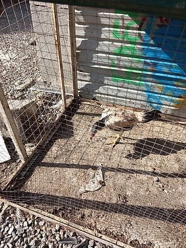 индоутка с утятами: Продаю | Петух | Бойцовая | Для разведения — 4