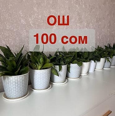 лейка для сада: Город ОШ. Сансевиерия в декоративных горшках Высота растения около — 1