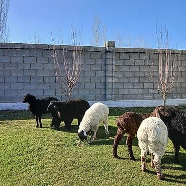 Аквариумы: Продаю | Овца (самка) | Для разведения | Ярка — 1