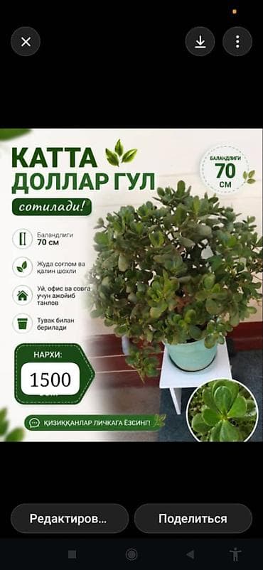 простое одеяло: Толстянка (денежное дерево) в декоративном горшке. - Высота растения — 4