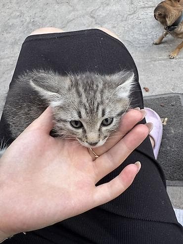Мышыктар: Котята вислоухие и простые тигрового окраса - Полосатый — 2
