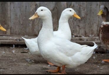 Домашние утки Описание: - Крупная мясная порода с быстрым набором