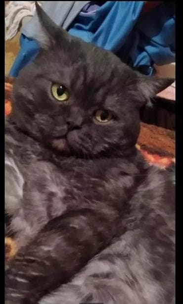scottish fold: В ПРОДАЖЕ ОЧАРОВАТЕЛЬНЫЙ, ШУСТРЫЙ МАЛЬЧИК ШОТЛАНДЕЦ, СКОТТИШ ФОЛД — 5