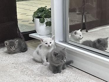 ангорка кошка: Кошка даром: Беспородная, 2 месяца, Девочка, Приучена к лотку — 2