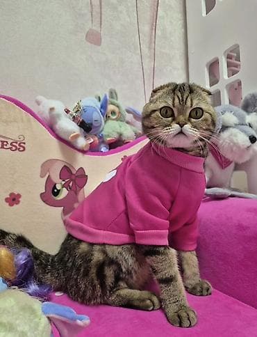 рыжая кошка: Скотиш Фолд (Шотландская вислоухая), 6 месяцев, Девочка, Черепаховый, Кастрирована, Приучена к лотку, Проглистована — 5