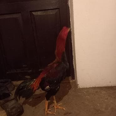 Услуги ветеринара: Продаю питушка хинт миксованый обмен не интересует — 4