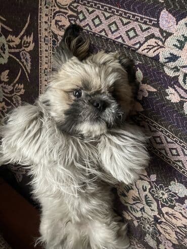 случка животных бесплатно: 7 месяцев, Самец, С прививкой — 4