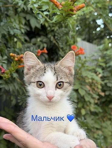 scottish fold: 3 месяца, Девочка, Метис, Приучена к лотку, Проглистована — 2