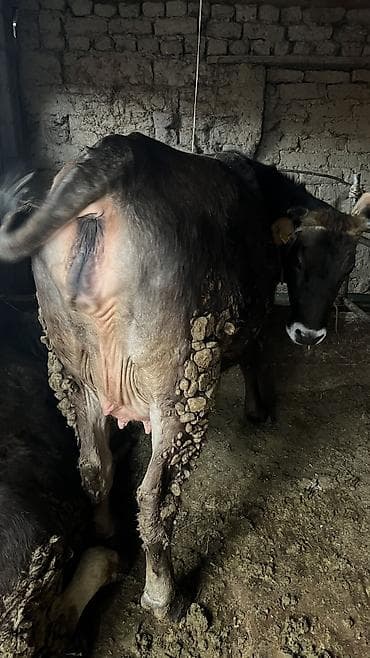 продаю карову: Продаю | Корова (самка) — 3