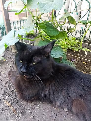 черный котенок: Отдаю Кота породы мейн-кун, только в ответственные руки,окрас чёрный — 2