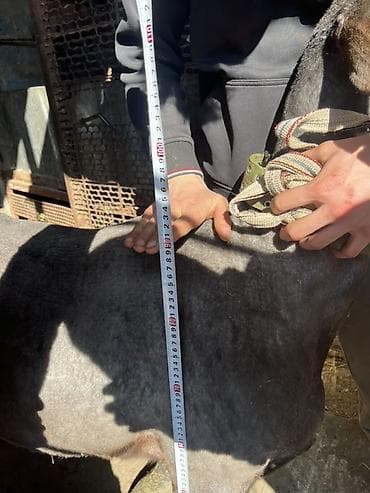 кары несушки: Продаю | Овца (самка) | Для разведения, Для шерсти — 7