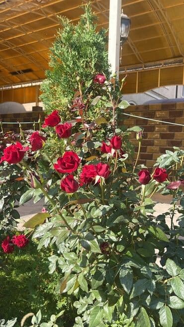 продажа домов орловка: 400 м², 6 комнат, Теплый пол, Бронированные двери, Евроремонт — 12