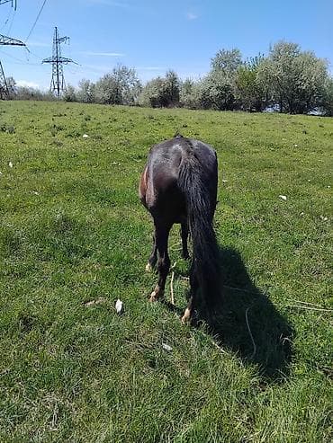 жаныбарлар: Сатам | Бээ (ургаачы) | Жумушка — 7