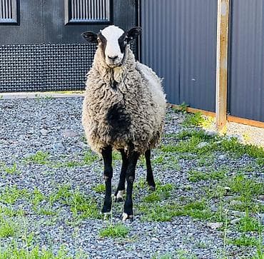 ош ишкаван: Сатам | Ургаачы кой (ургаачы), Козу, Кочкор (эркек) | Гиссар, Аргын, Долан | Көбөйтүү үчүн | Асыл тукумдуу, Бооз, Ургаачы — 1