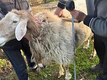 продаю мёд: Продаю | Баран (самец) | Арашан — 5