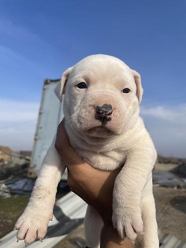 срочна алмашам: Питбуль, 1 месяц, Самец — 1
