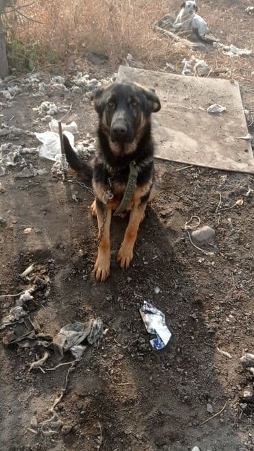 купить европейскую овчарку: Немецкая овчарка, классического черно‑подпалого окраса 6 месяцев — 4