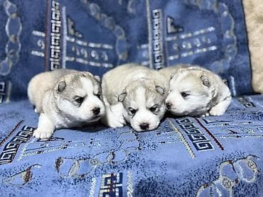 голден ретривер бишкек: Хаски, 1 месяц, Самка — 2