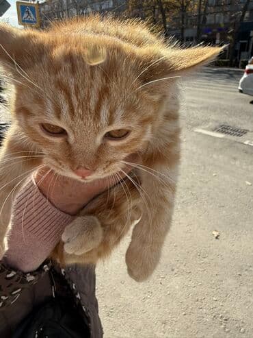 carters для мальчика: Беспородная, 2 месяца, Мальчик, Рыжий — 3