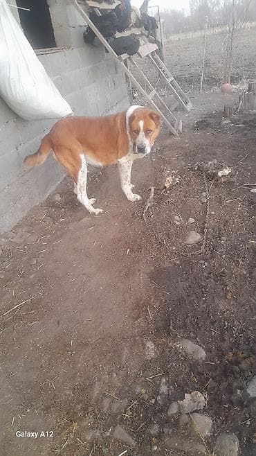 Алабай, 4 года, Самка