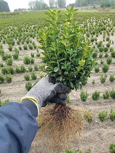 Декор для дома и сада: Саженцы деревьев — 1