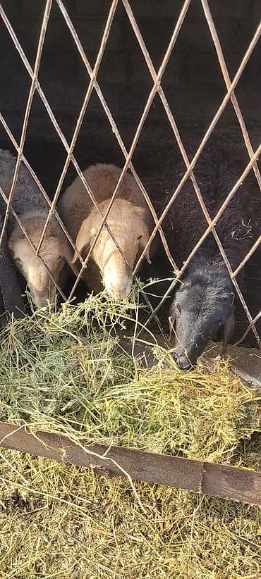 стрижка для овец: Продаю | Ягненок | Для разведения — 9