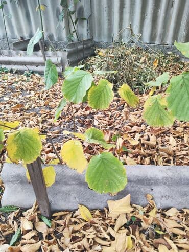 орех лес: Саженцы фундука однолетки 500сом — 3