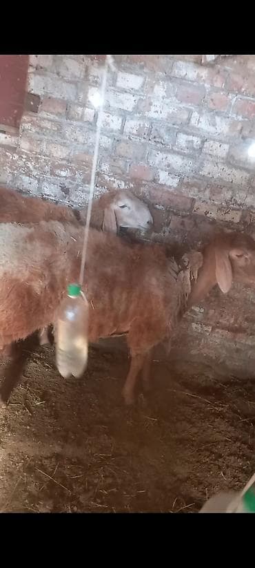 Каму кочкоры на откорме 3 шт есть 7 месяц находится пладопитомник